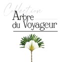Arbre du voyageur